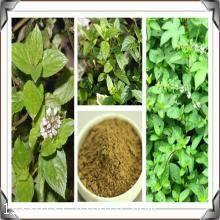 貓薄荷提取物與速溶粉全解析 沃特萊斯生物的價(jià)格與植物提取物概述